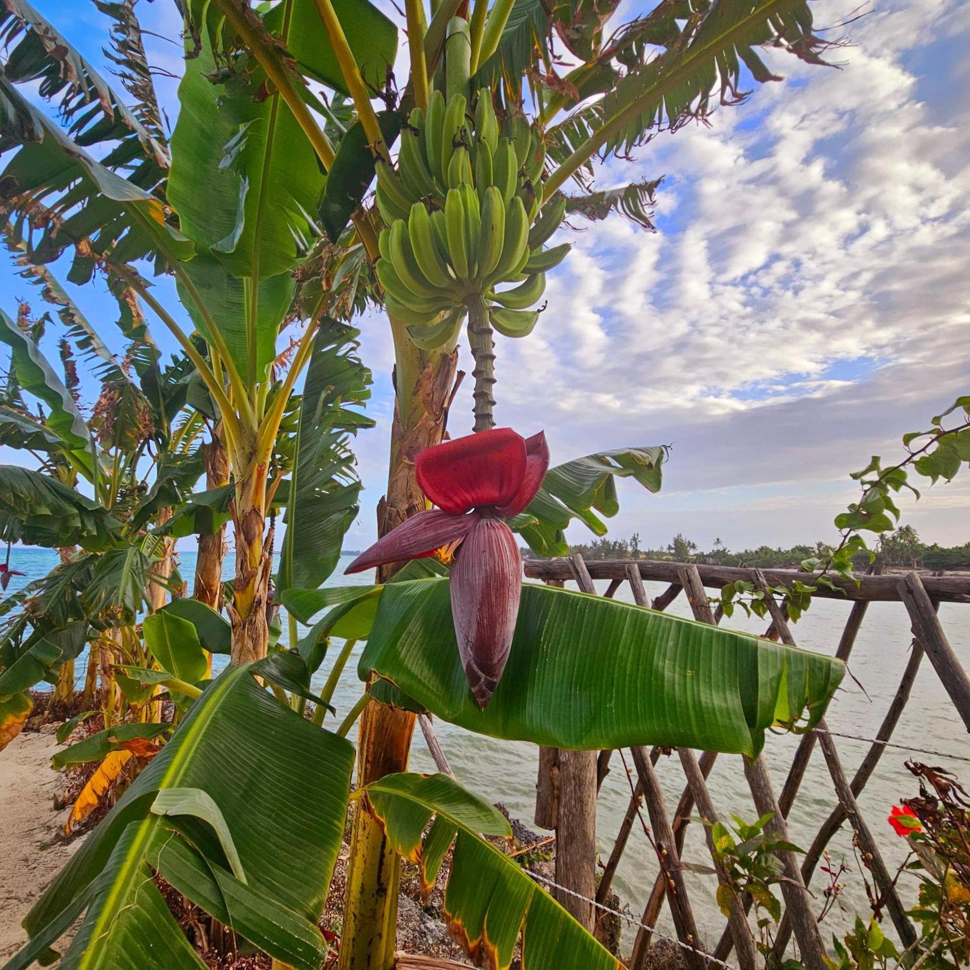 Maharaja Boutique Hotel Zanzibar Уроа Екстер'єр фото